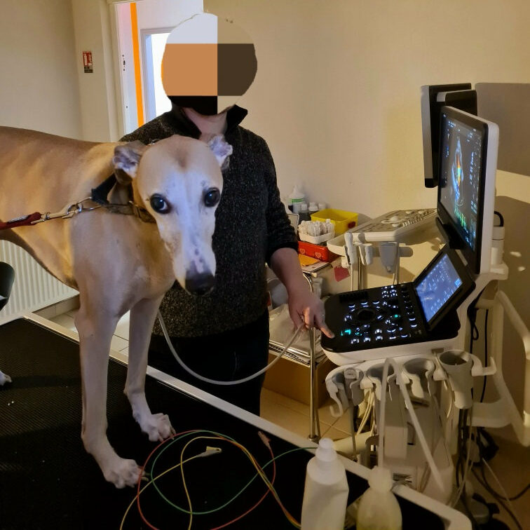 Petsitter Metz
