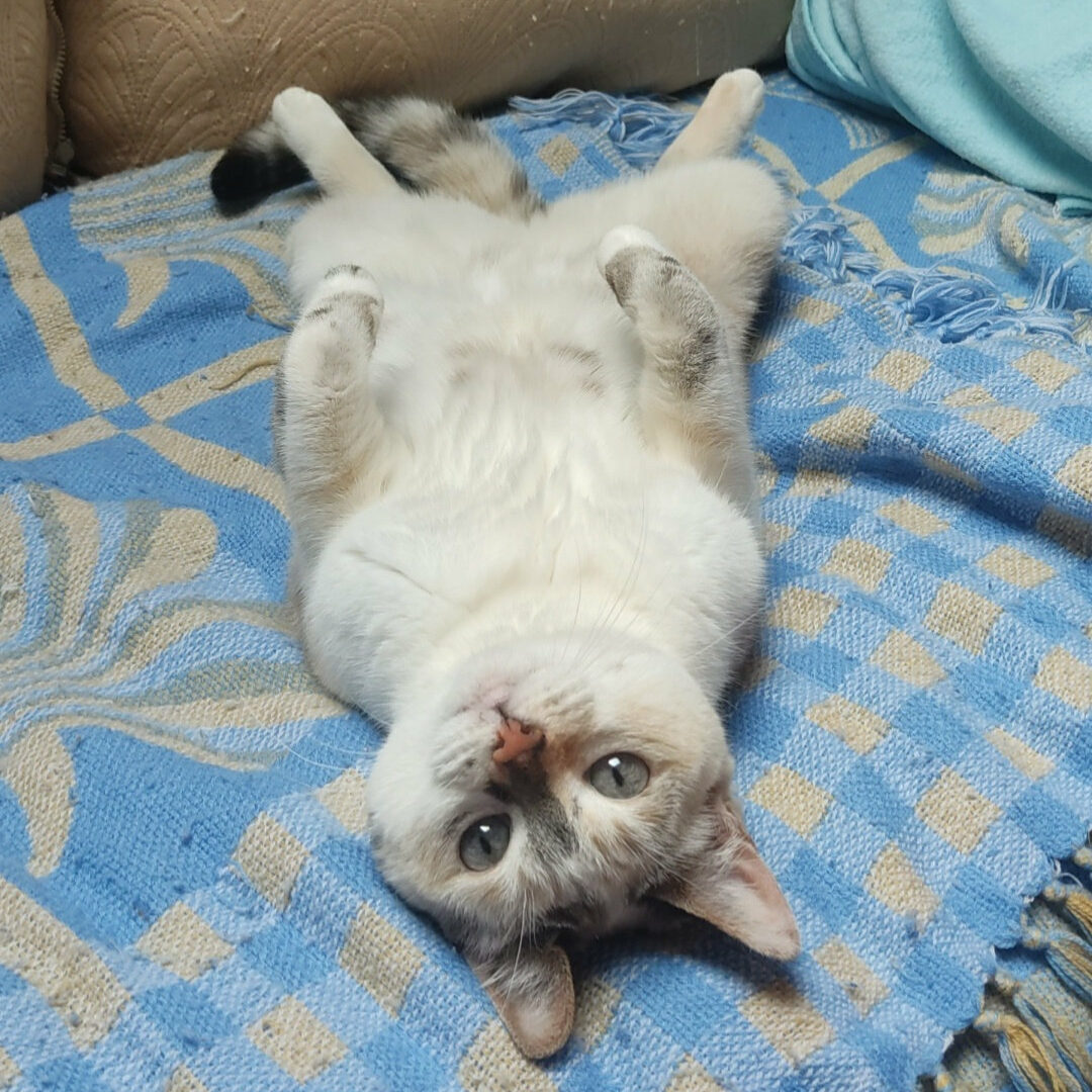 Petsitter Metz