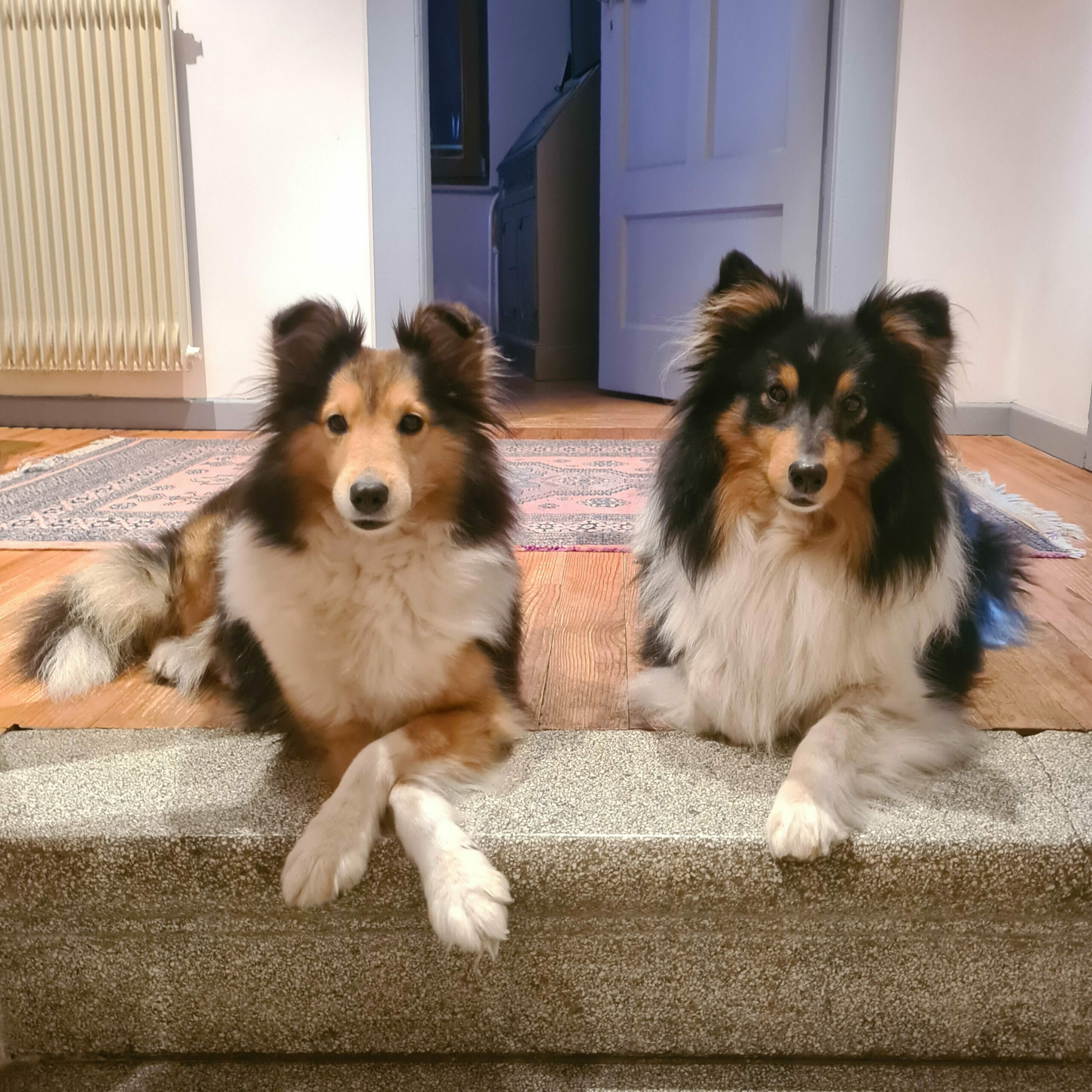 Petsitter Metz
