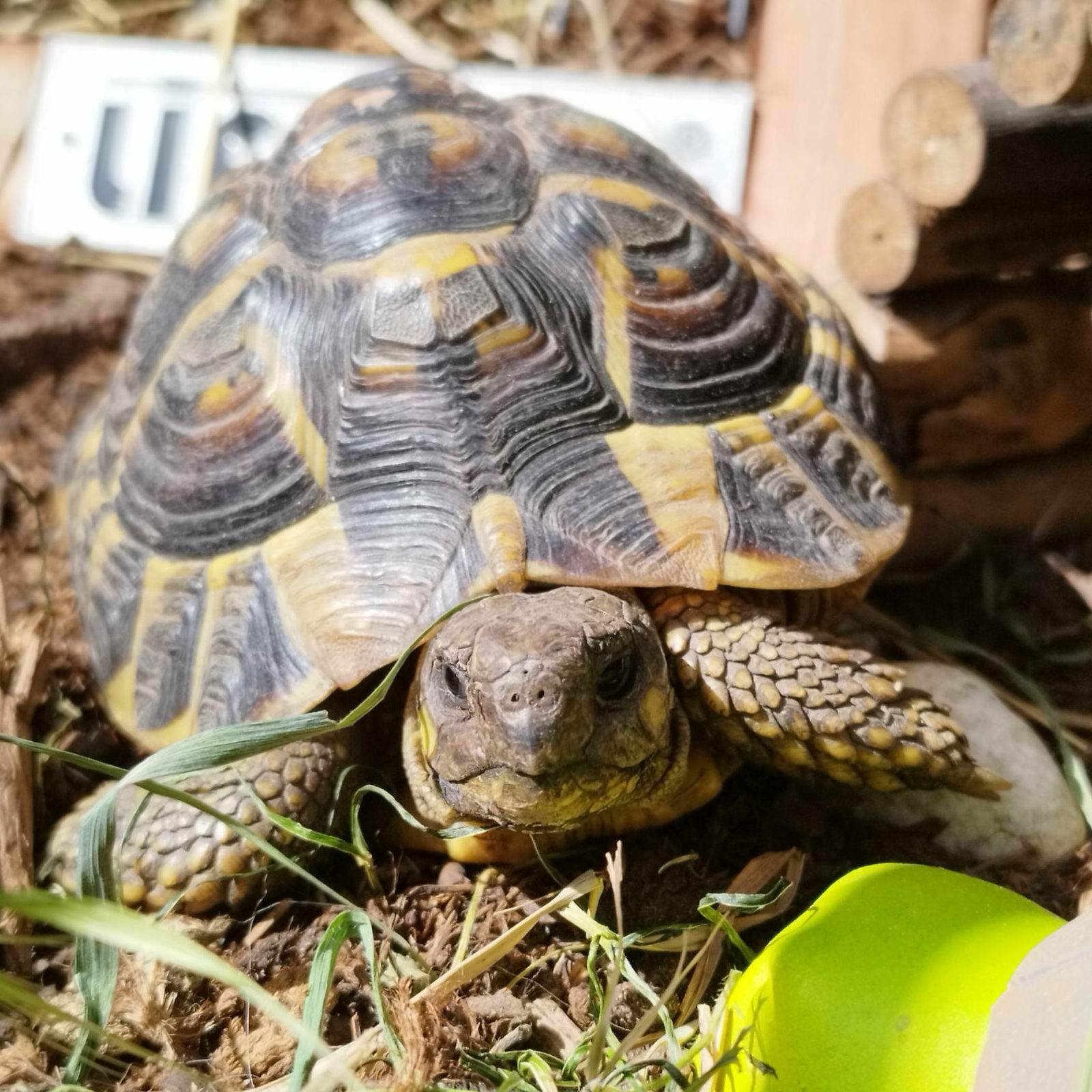 Petsitter Metz